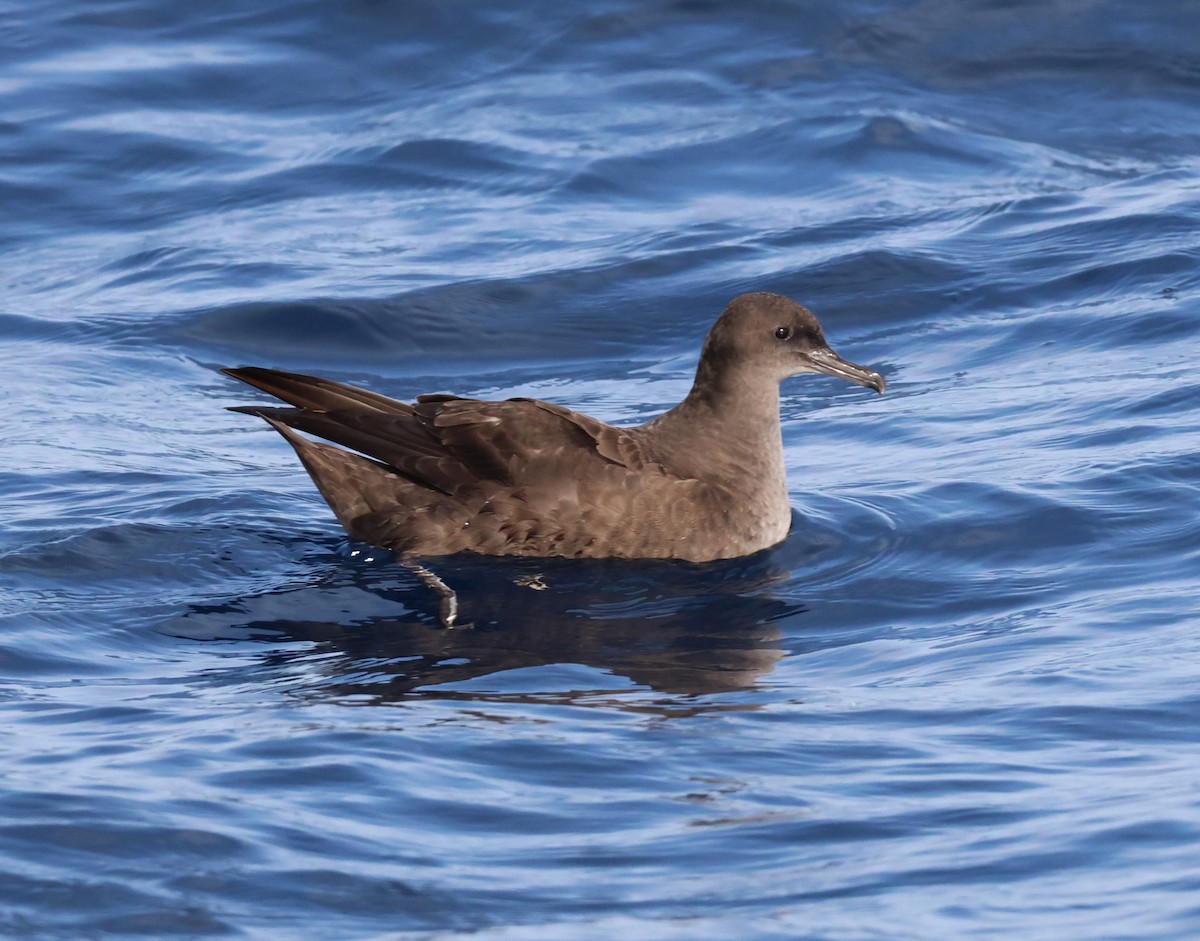 Sooty Shearwater - ML645462651