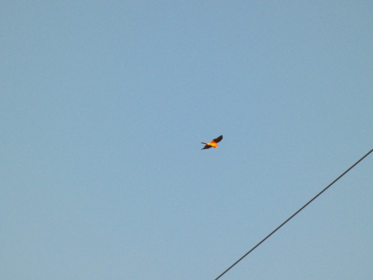 Peregrine Falcon - ML645462652