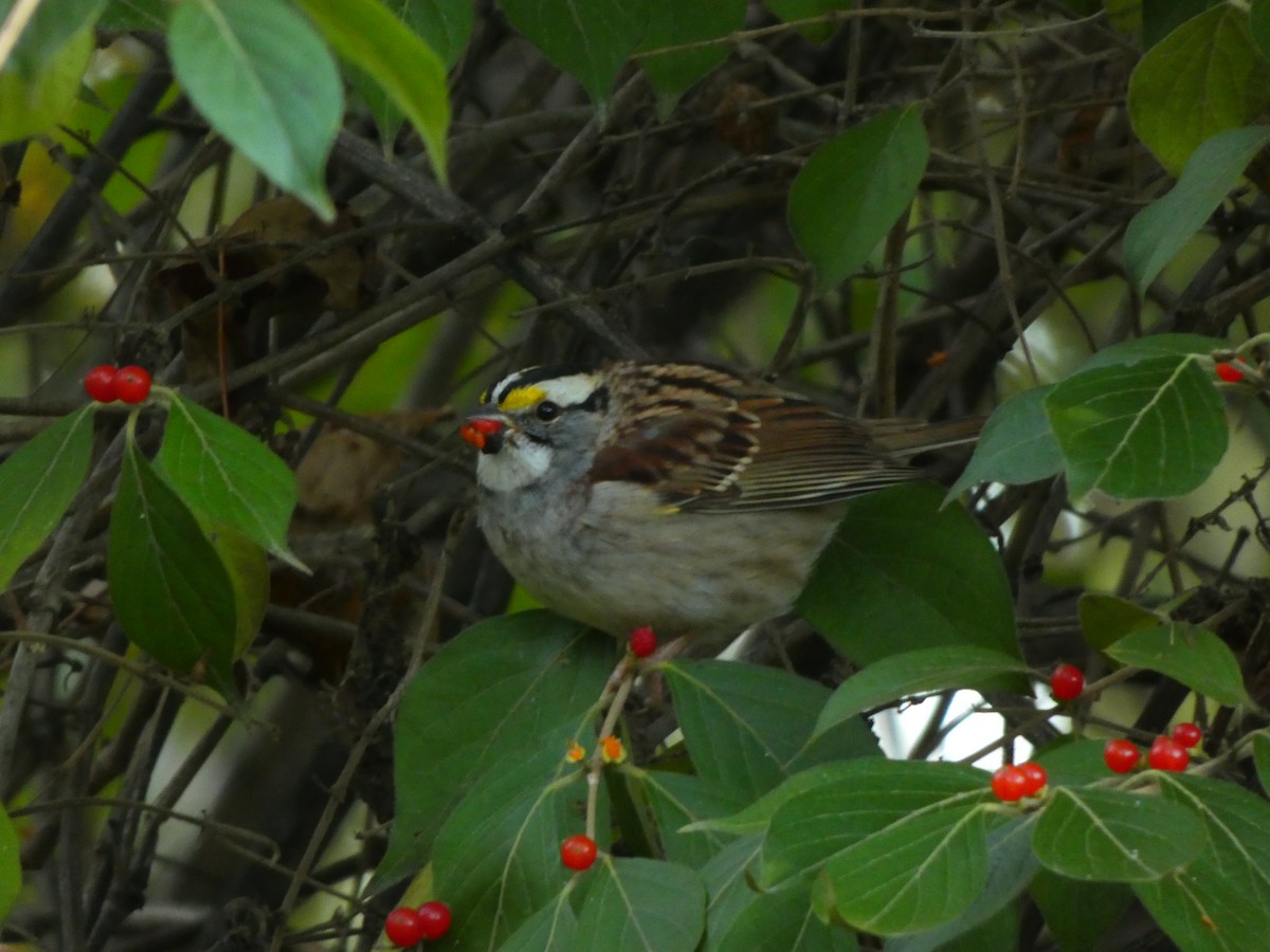 White-throated Sparrow - ML645462659