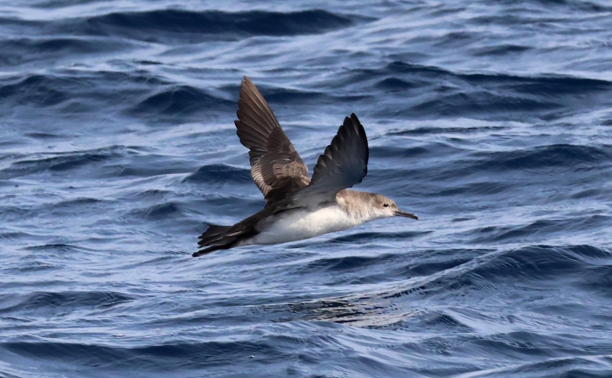 Balearic Shearwater - ML645462661