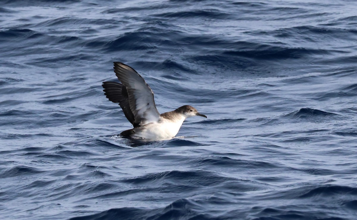 Balearic Shearwater - ML645462662