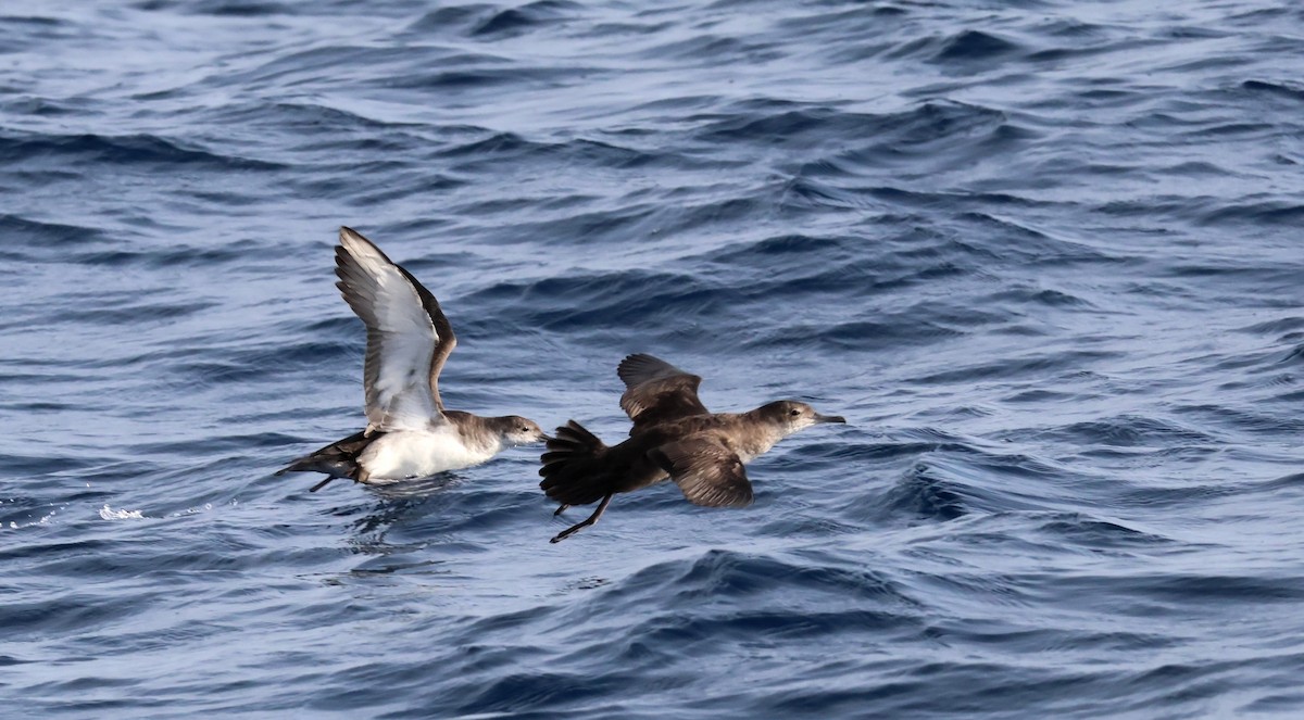 Balearic Shearwater - ML645462663