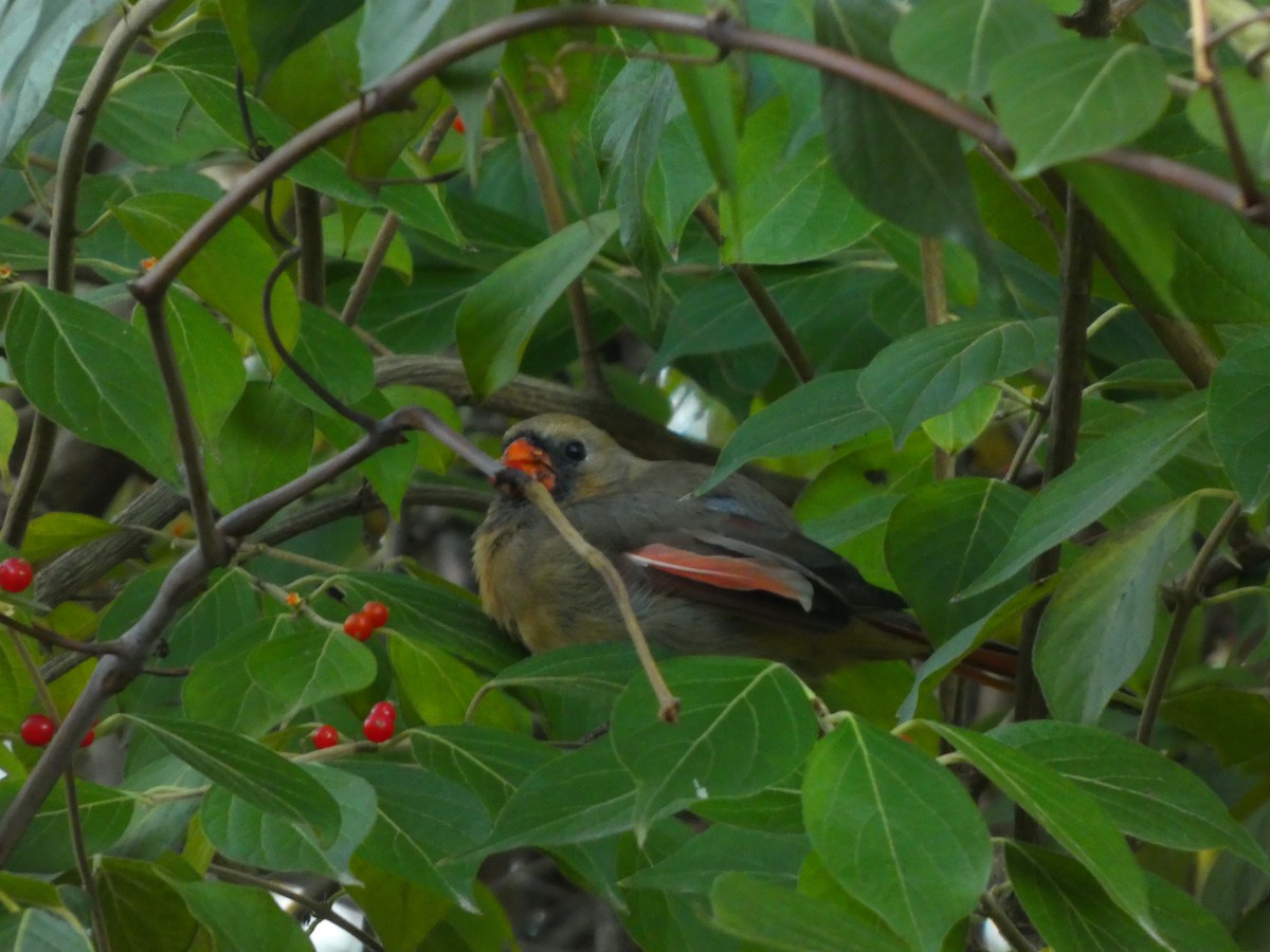 Northern Cardinal - ML645462668