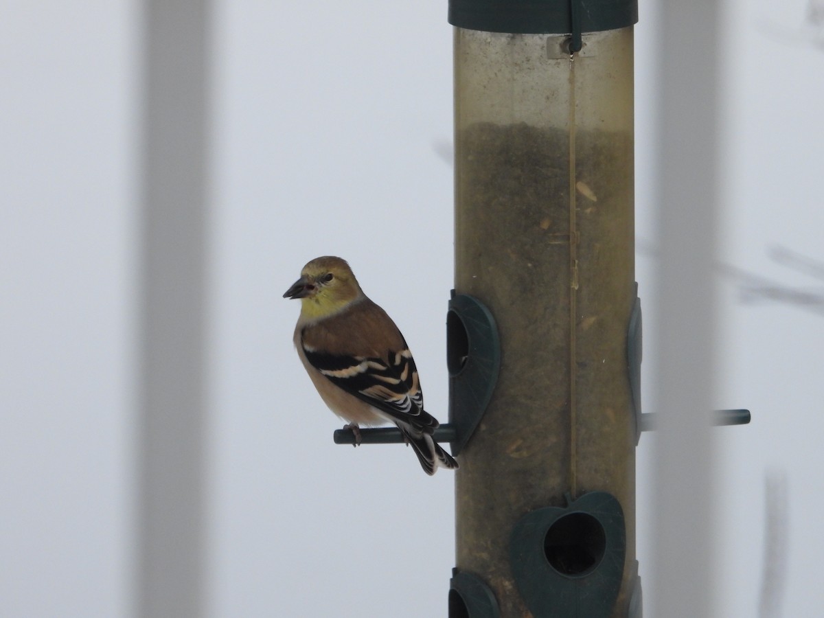 Altın İskete - ML645462669