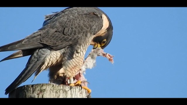 Сапсан - ML645462670