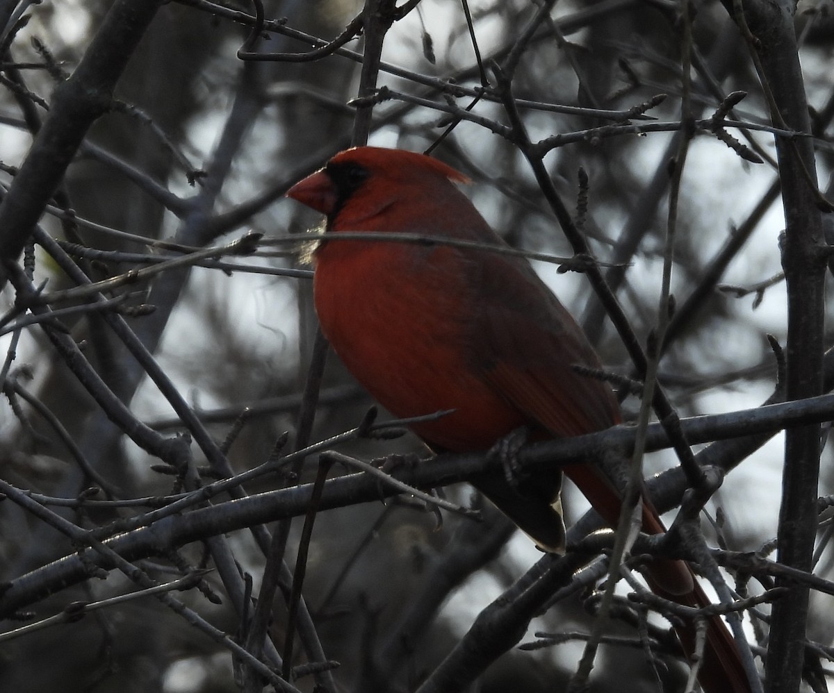 kardinál červený - ML645462686