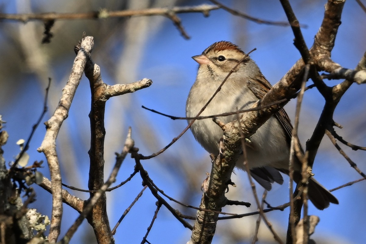 Chipping Sparrow - ML645462693
