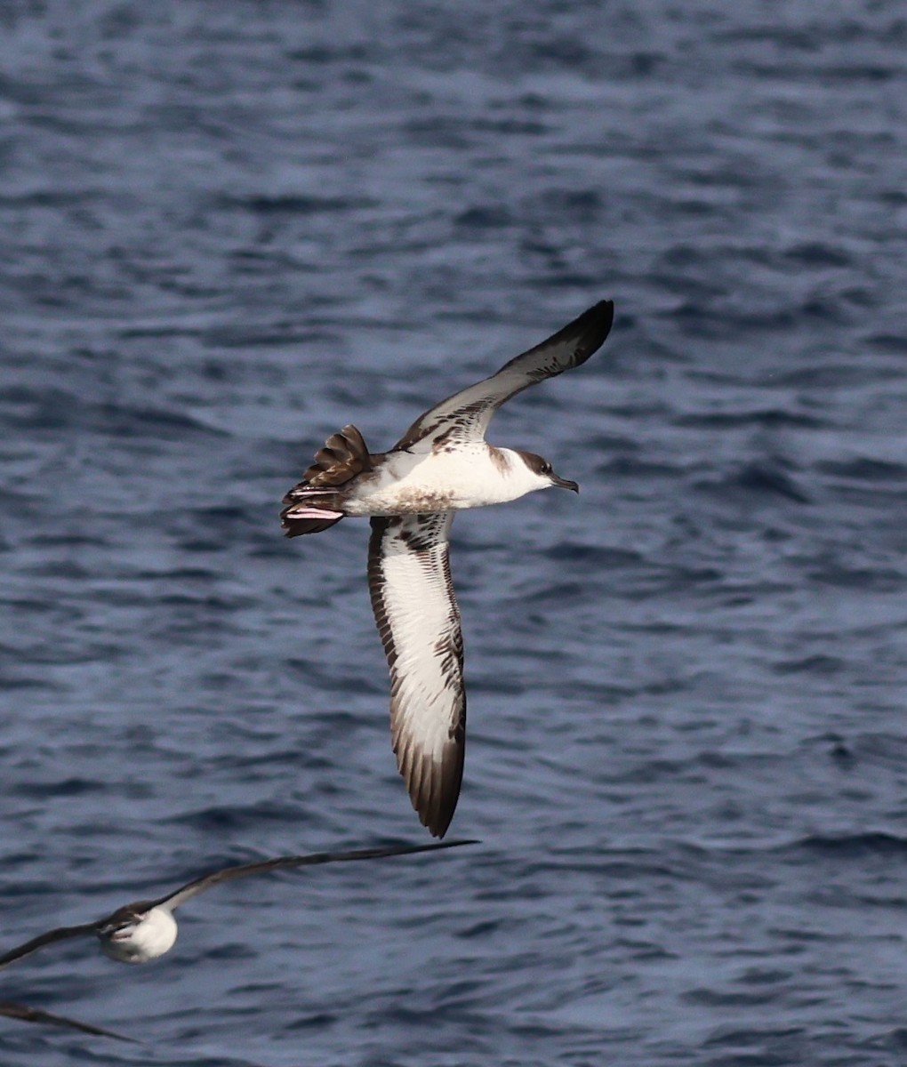 Great Shearwater - ML645462703