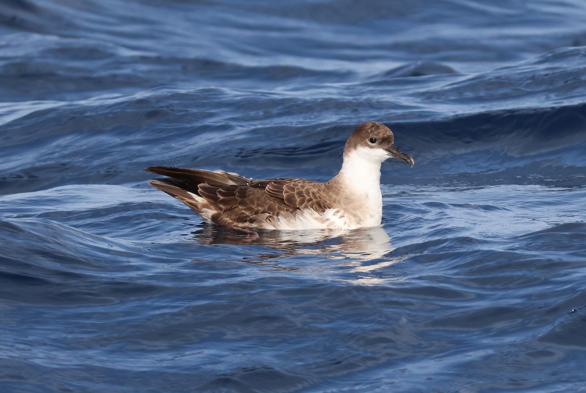 Great Shearwater - ML645462704