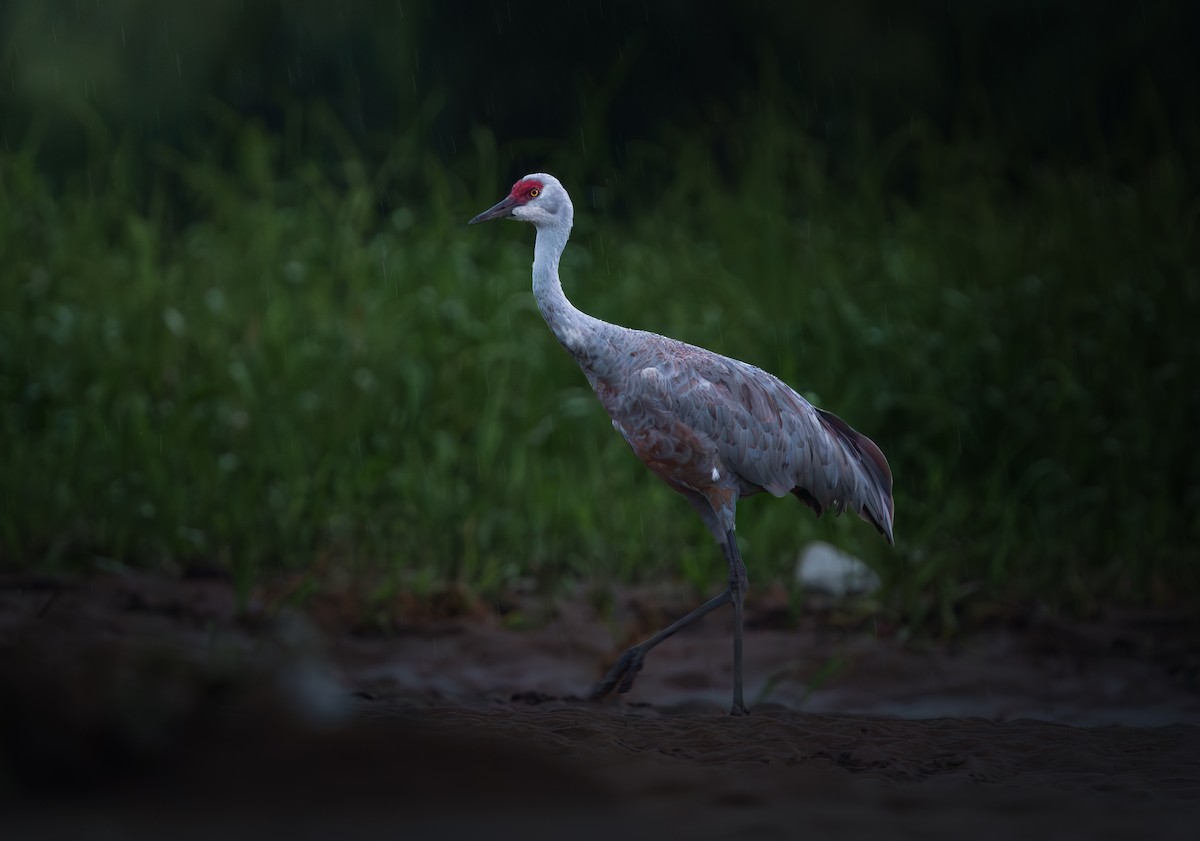 カナダヅル - ML645462707