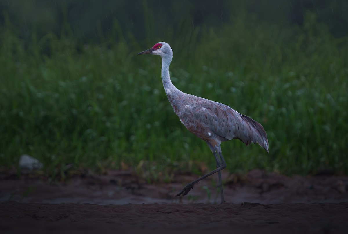 カナダヅル - ML645462708