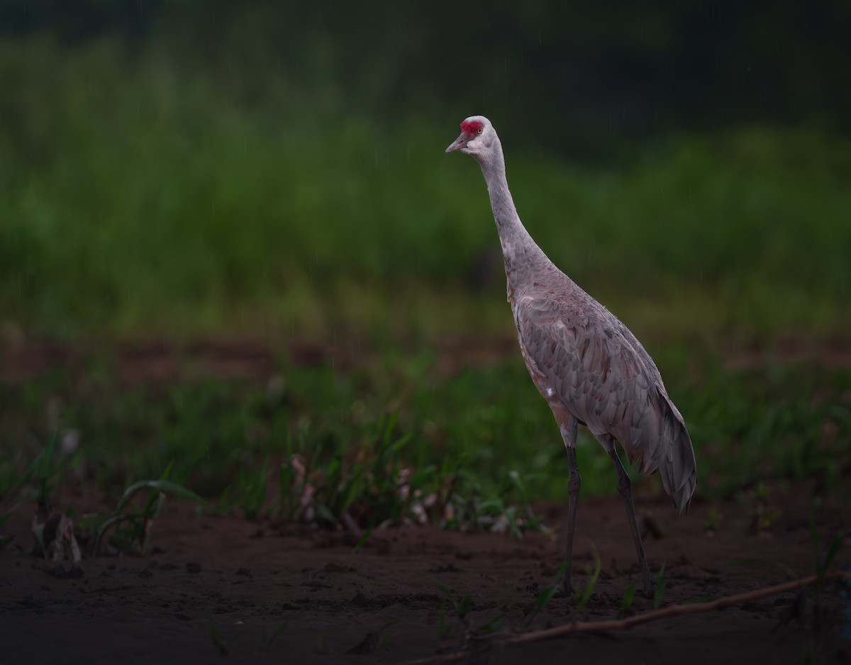 カナダヅル - ML645462709