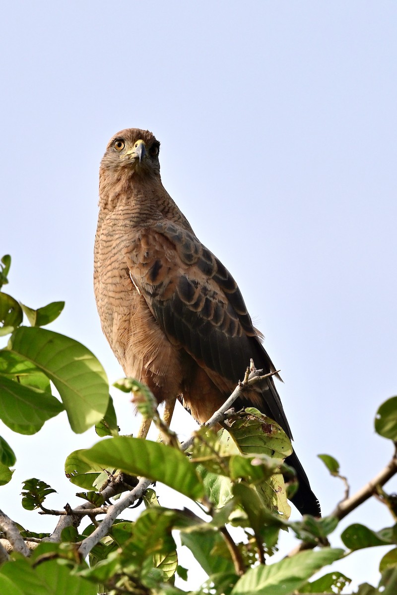 サバンナノスリ - ML645462721