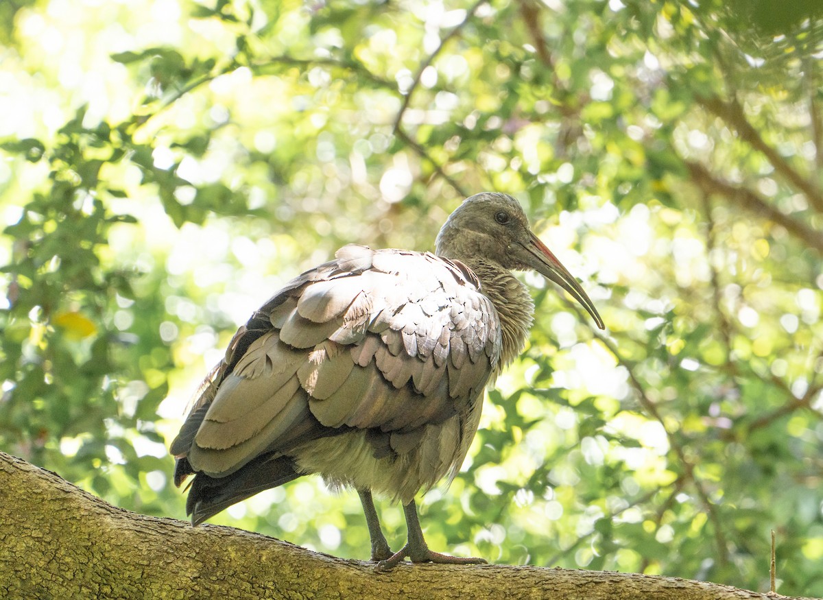 Hadada Ibis - ML645462728