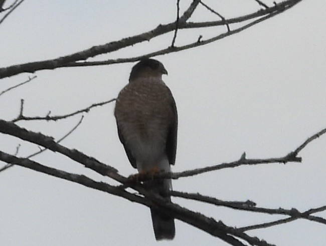 krahujec americký - ML645462754