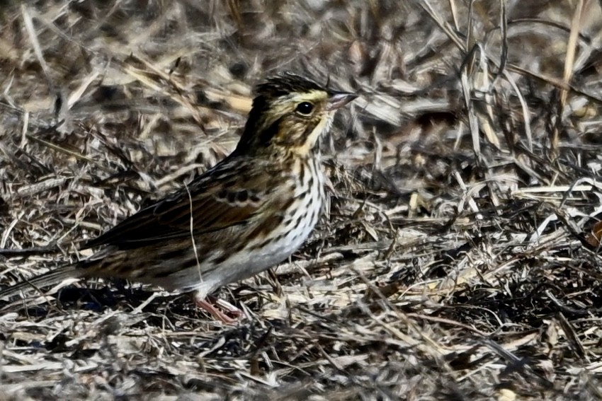 Savannah Sparrow - ML645462755