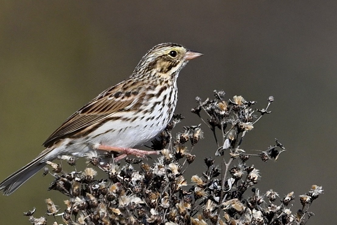 Savannah Sparrow - ML645462756