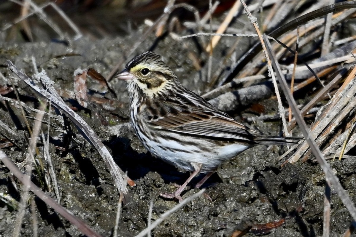 Savannah Sparrow - ML645462757