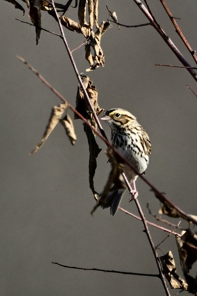 Savannah Sparrow - ML645462758