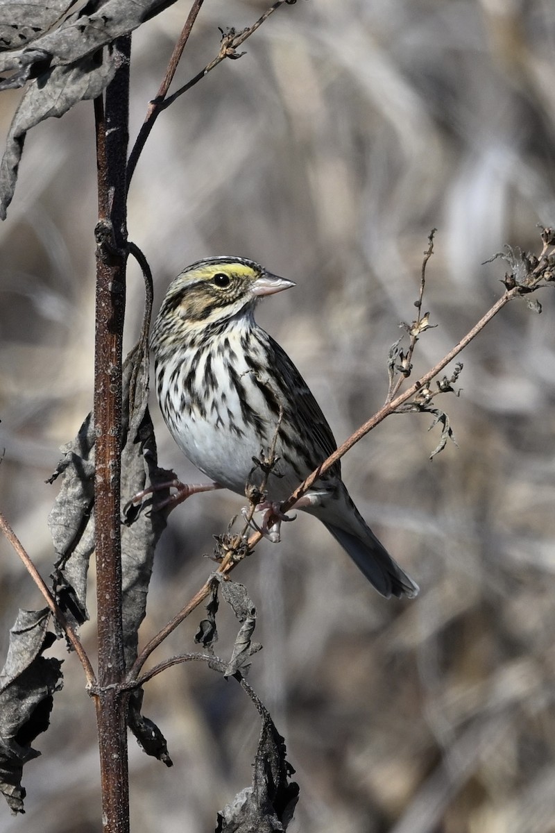Savannah Sparrow - ML645462759