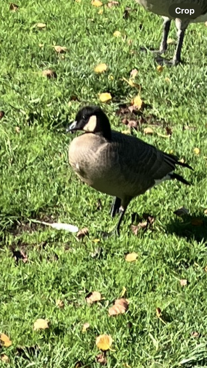 小加拿大雁 - ML645462766