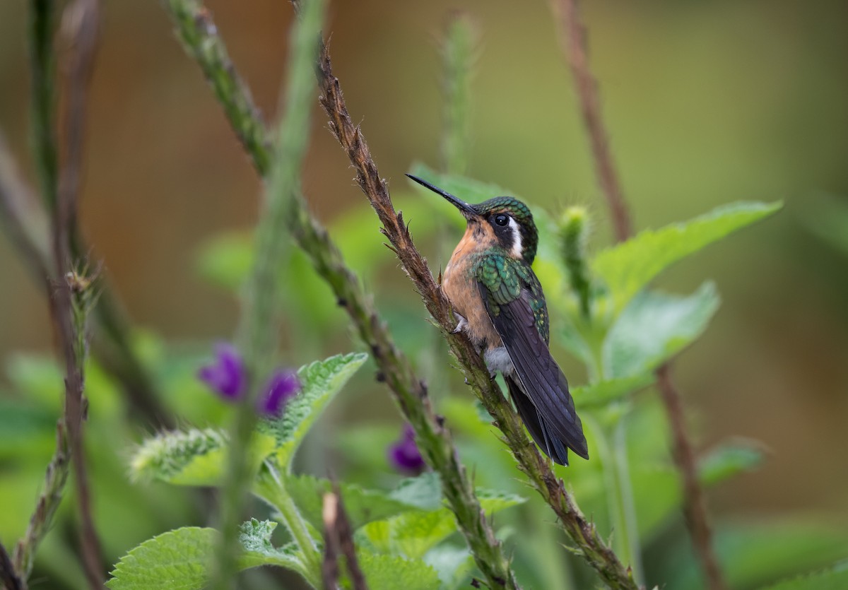 Purple-throated Mountain-gem - ML645462774