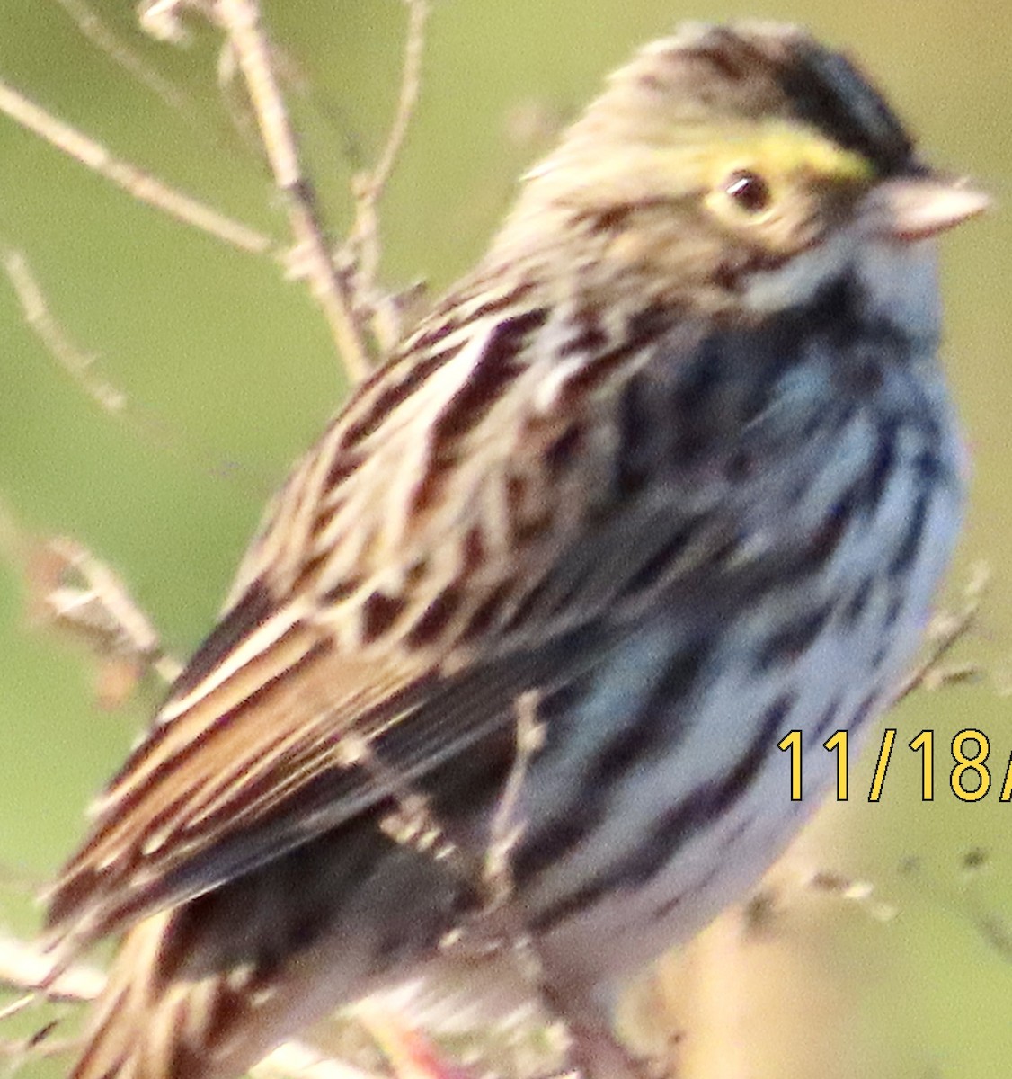 Savannah Sparrow - ML645462779