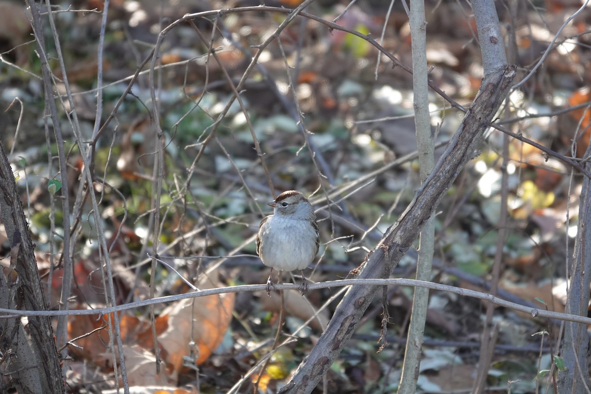 White-crowned Sparrow - ML645462780