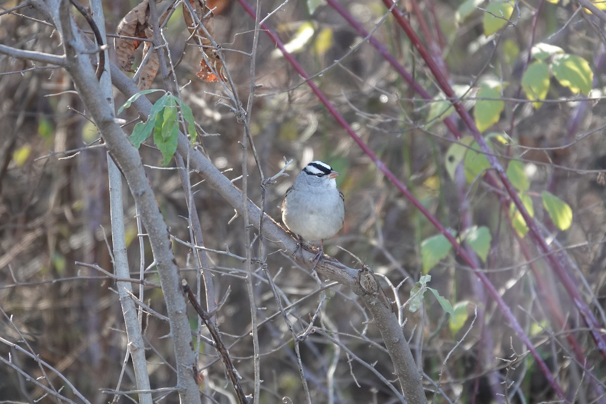 White-crowned Sparrow - ML645462781