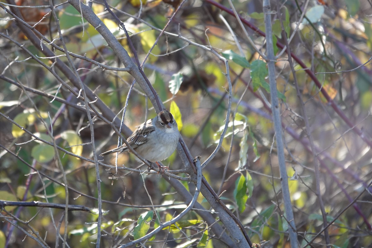 White-crowned Sparrow - ML645462782