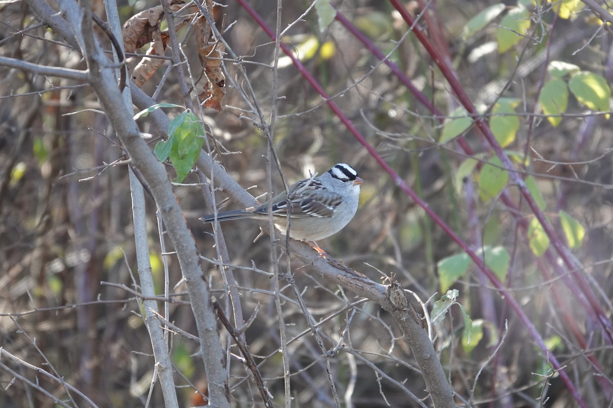 White-crowned Sparrow - ML645462783