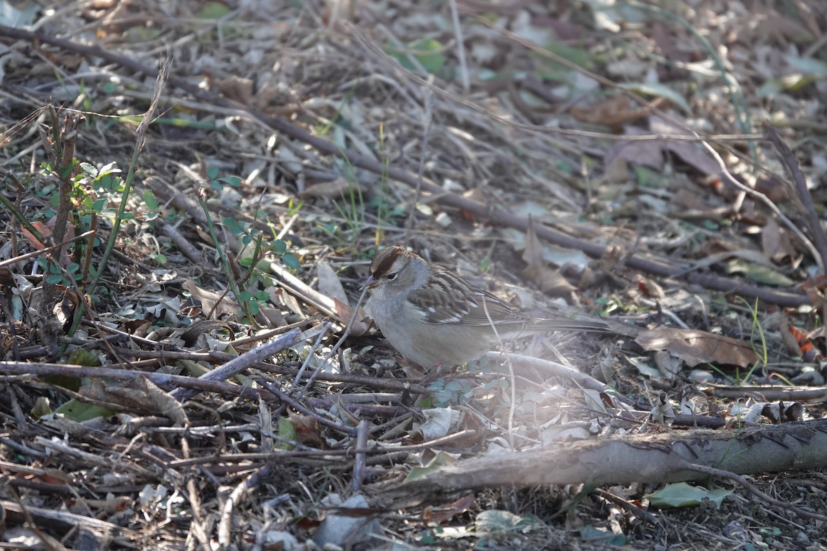 White-crowned Sparrow - ML645462784