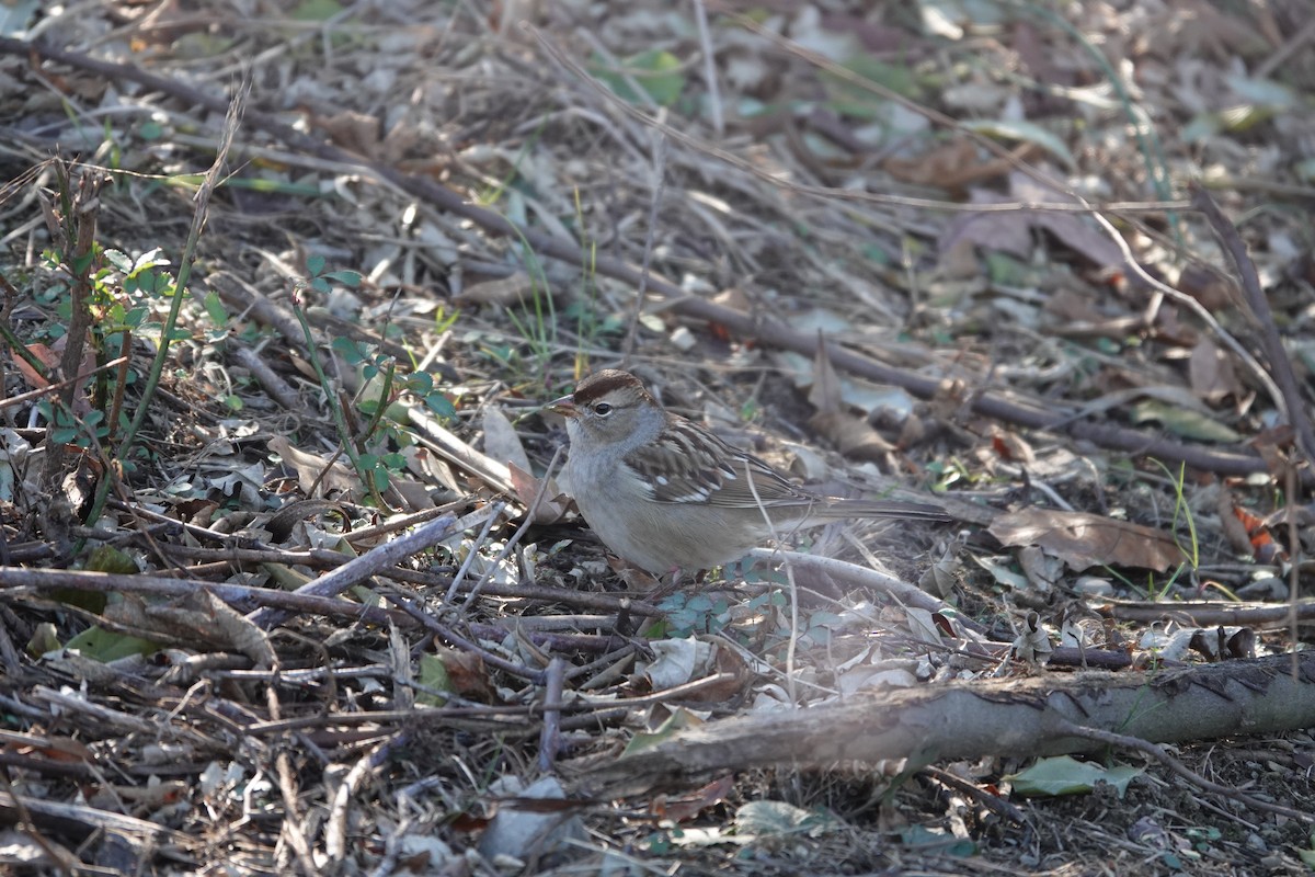 White-crowned Sparrow - ML645462785