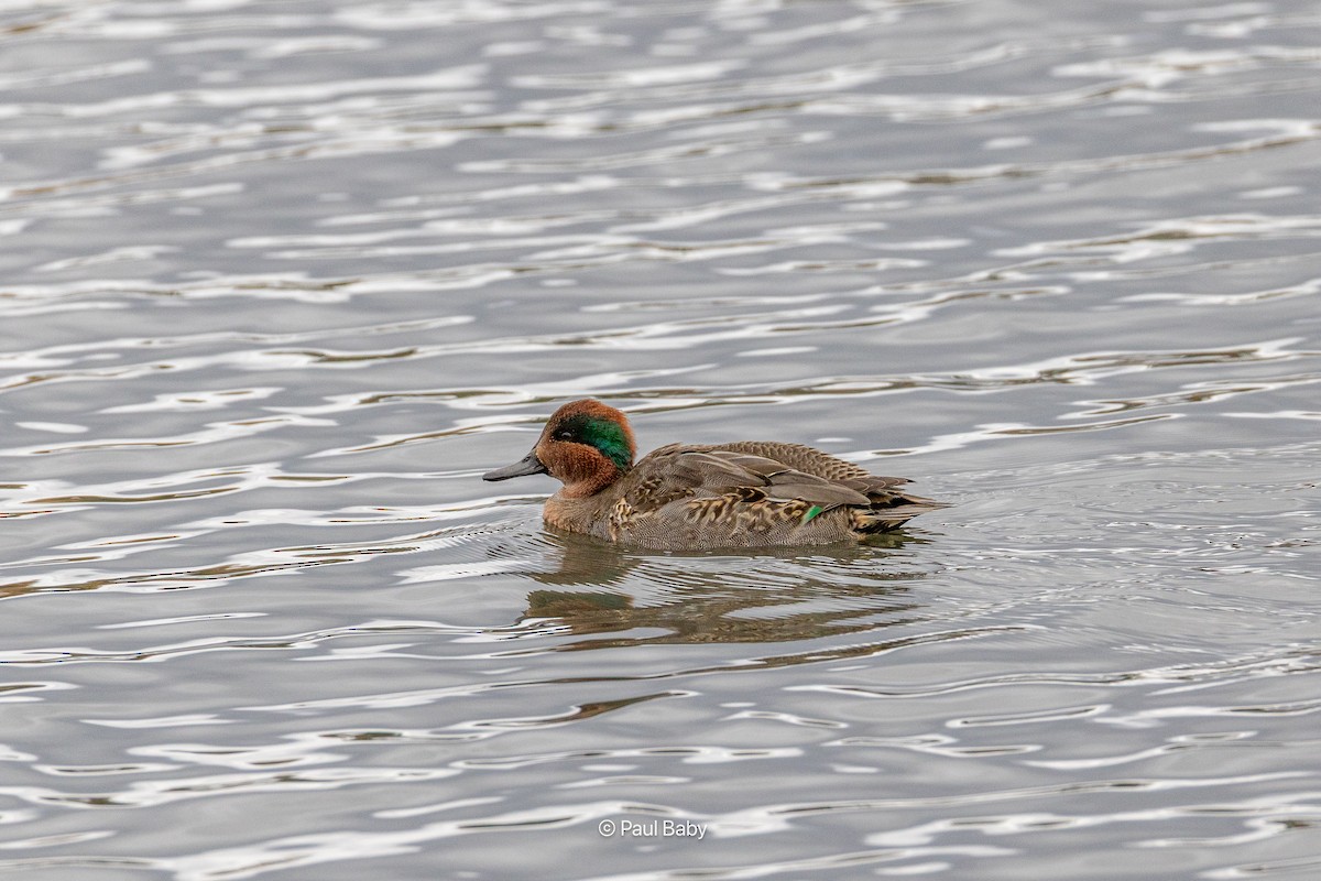Green-winged Teal - ML645462790