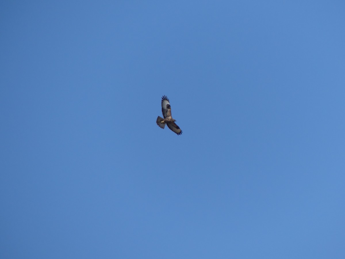 Long-legged Buzzard - ML645462821