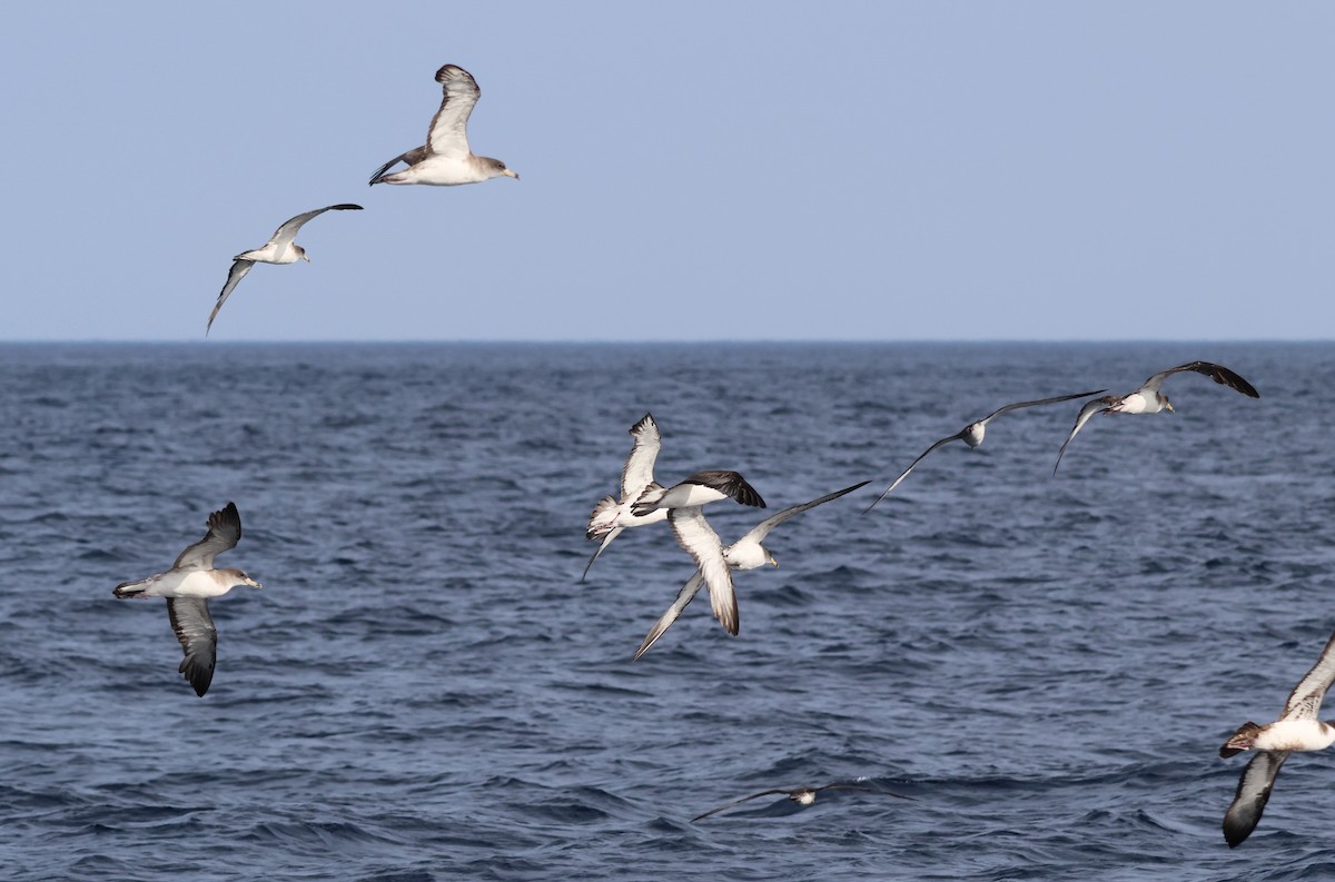 Cory's Shearwater - ML645462828