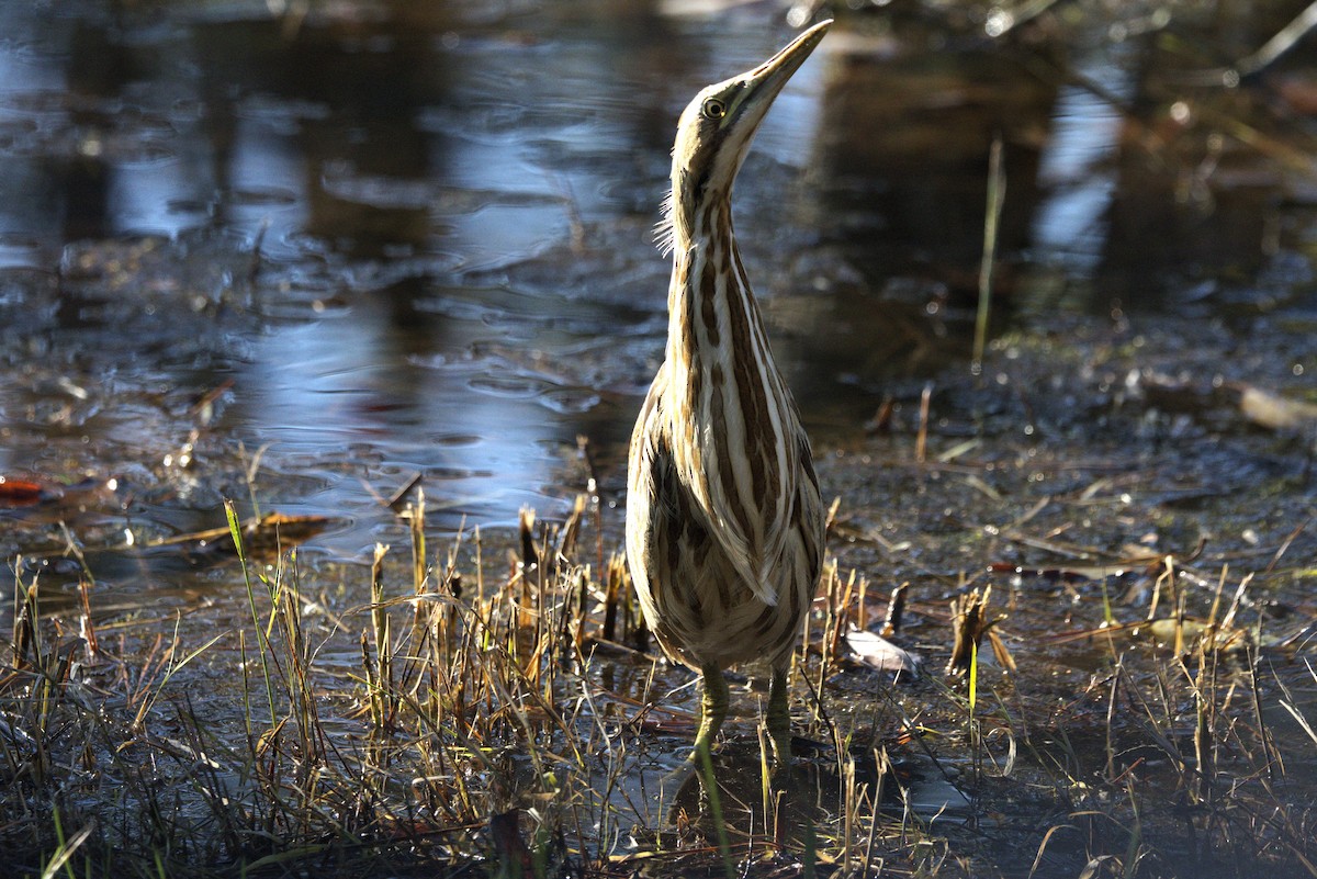 American Bittern - ML645462830