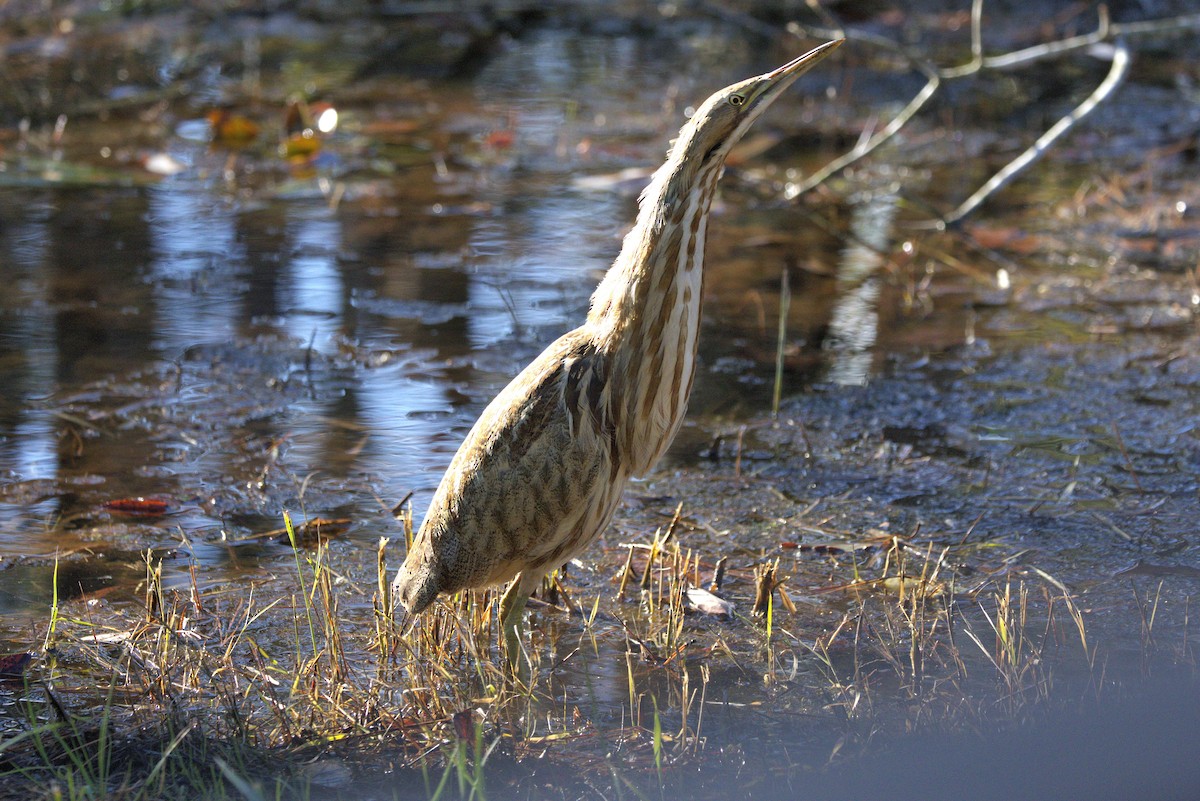 American Bittern - ML645462843