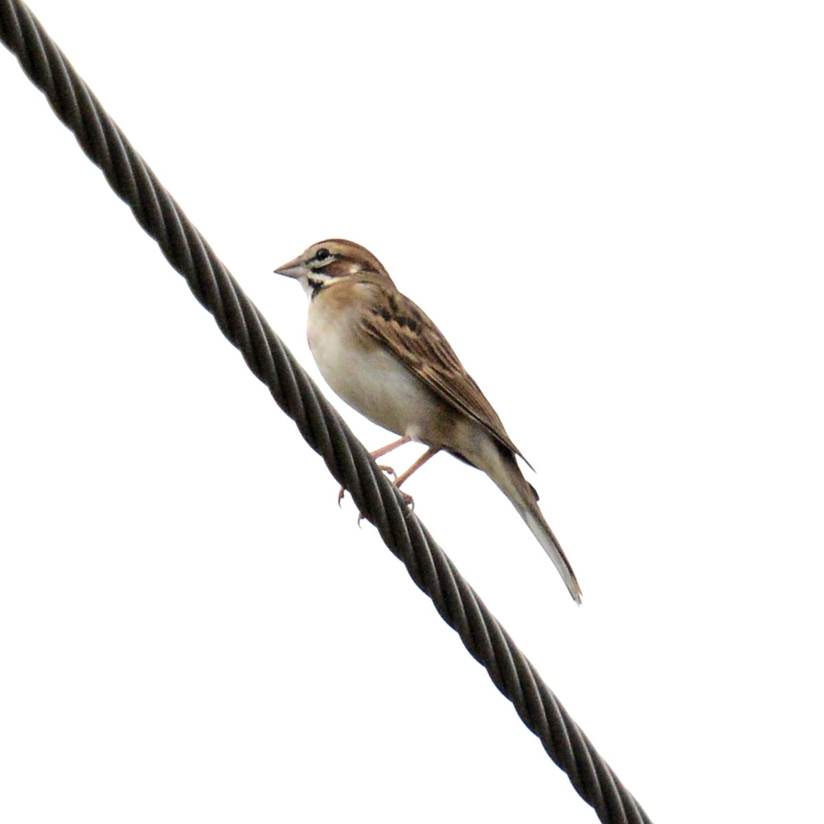 Lark Sparrow - ML645462844