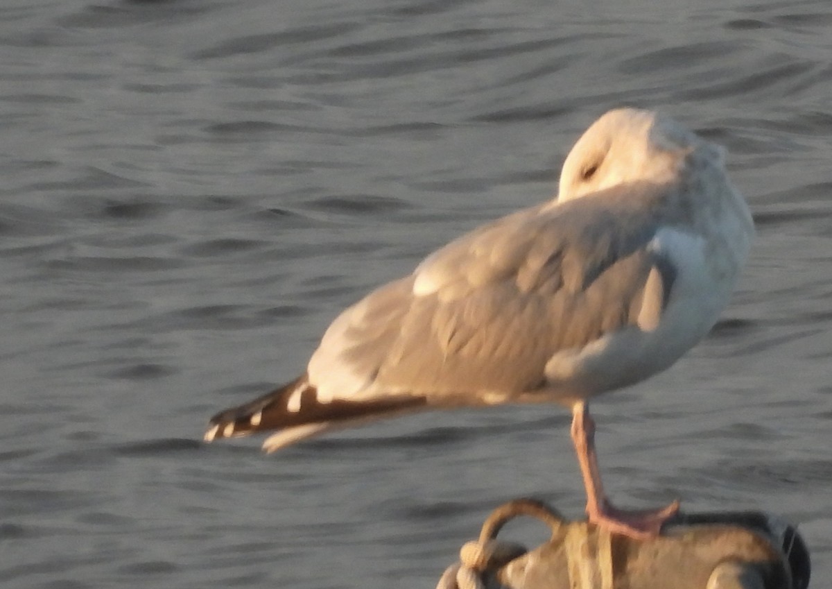 Kaio hegalzuria (thayeri) - ML645462850