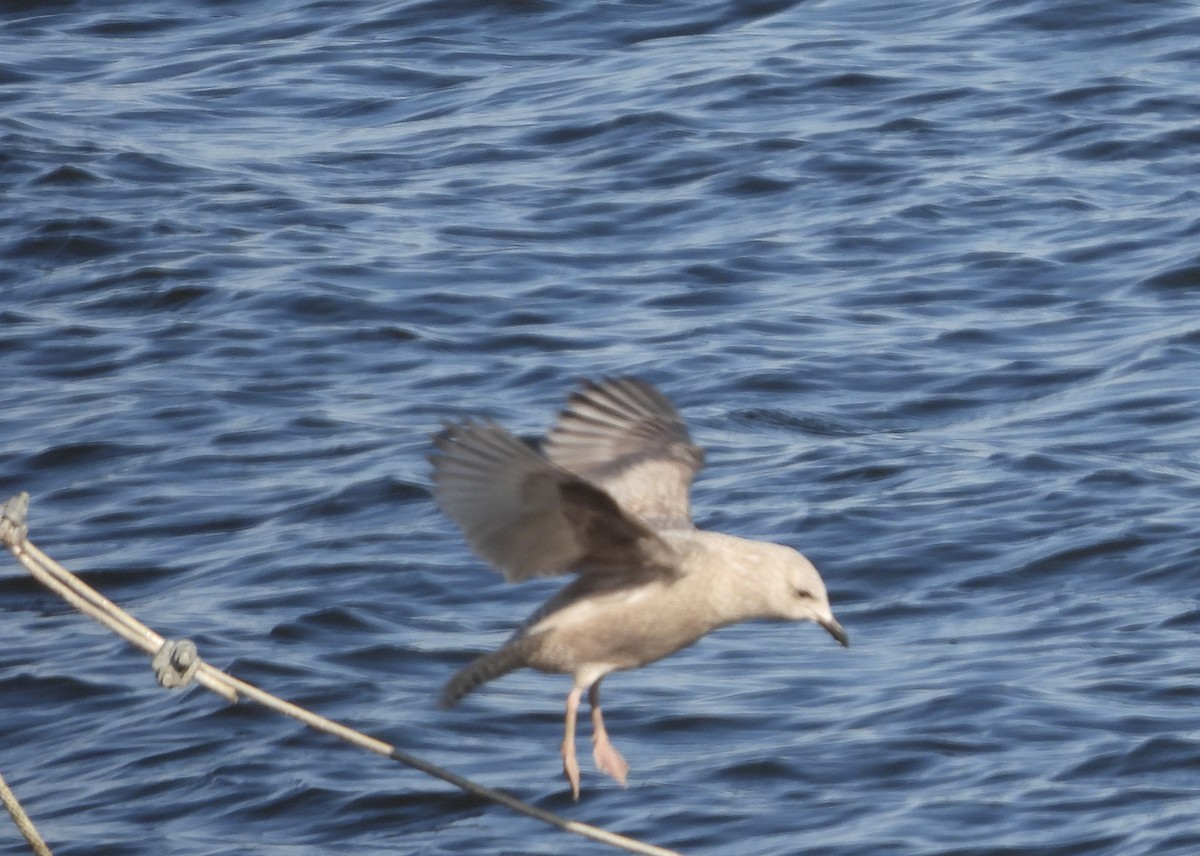 Kaio hegalzuria (thayeri) - ML645462851