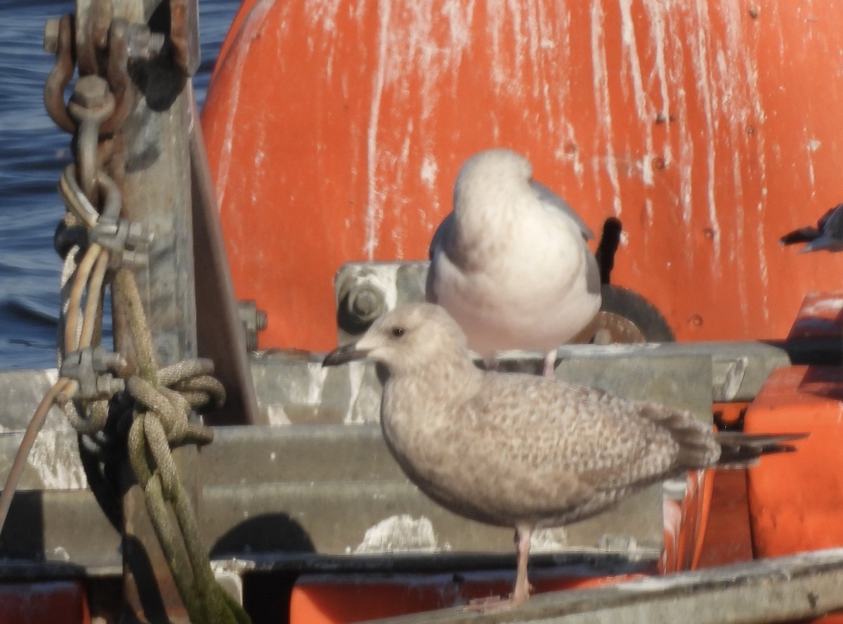 Kaio hegalzuria (thayeri) - ML645462852