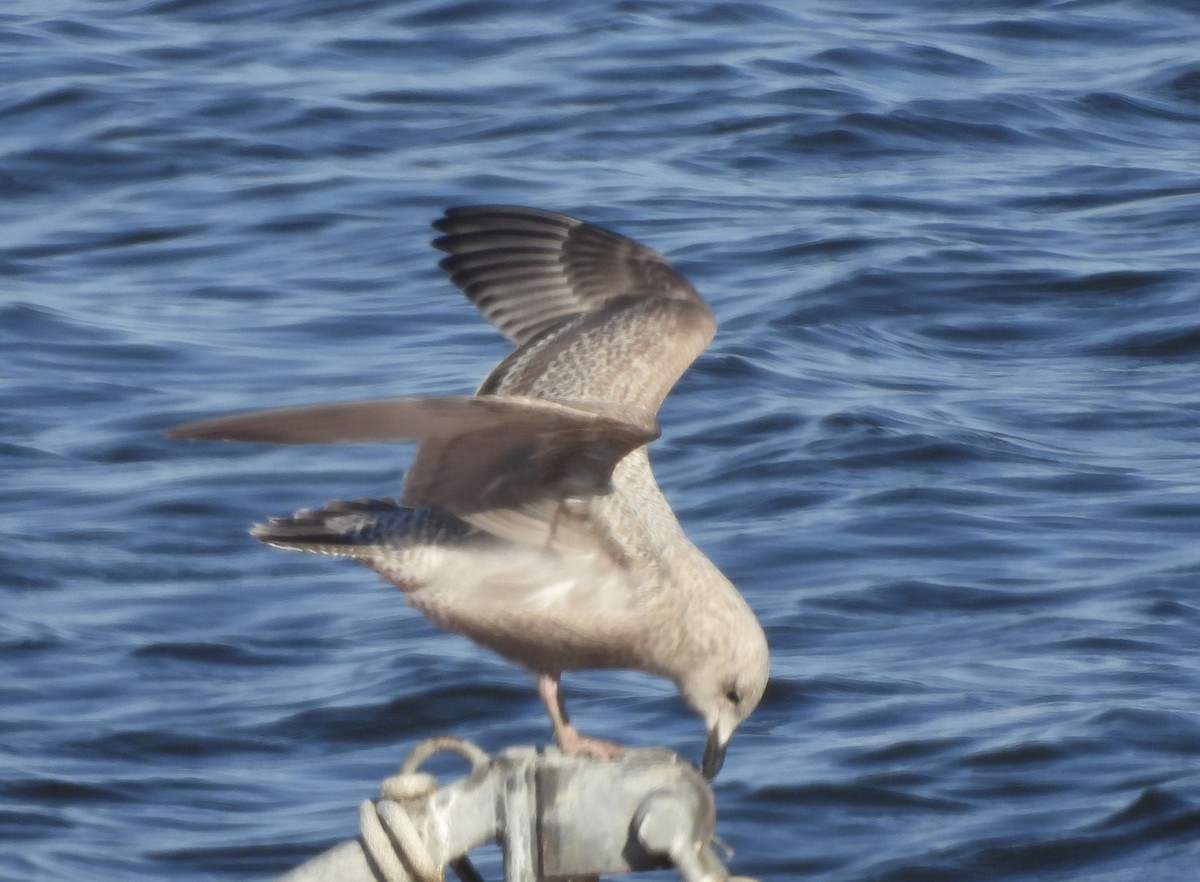 Kaio hegalzuria (thayeri) - ML645462853