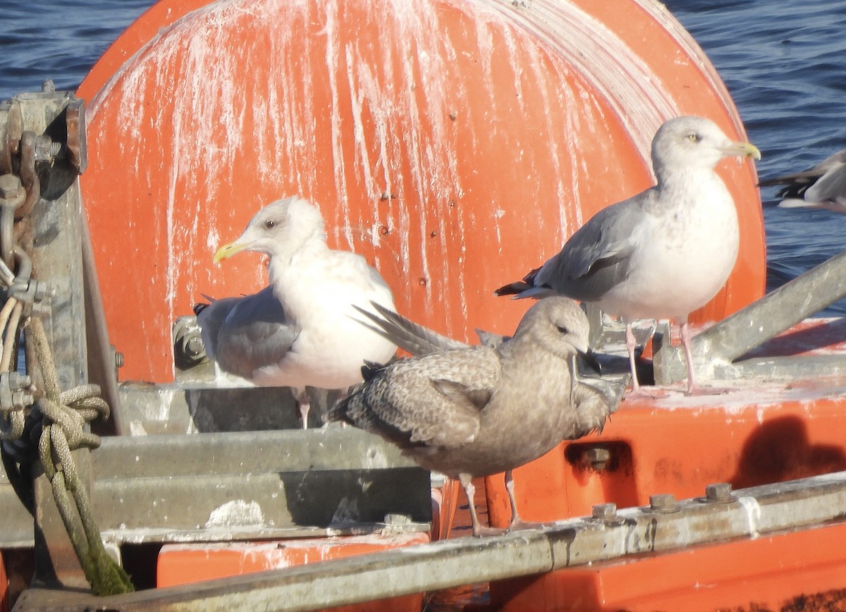 Kaio hegalzuria (thayeri) - ML645462854