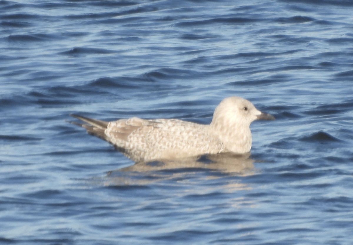 Kaio hegalzuria (thayeri) - ML645462855