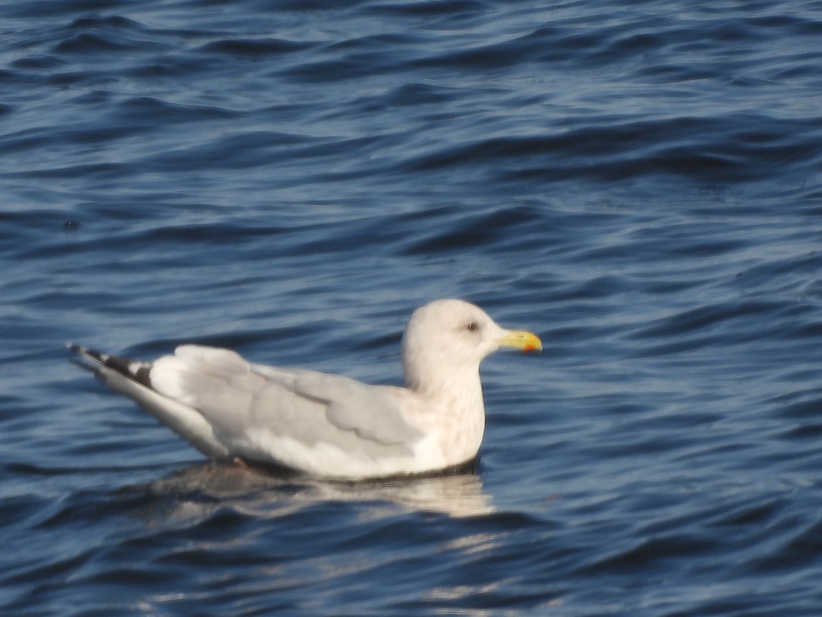 Kaio hegalzuria (thayeri) - ML645462856