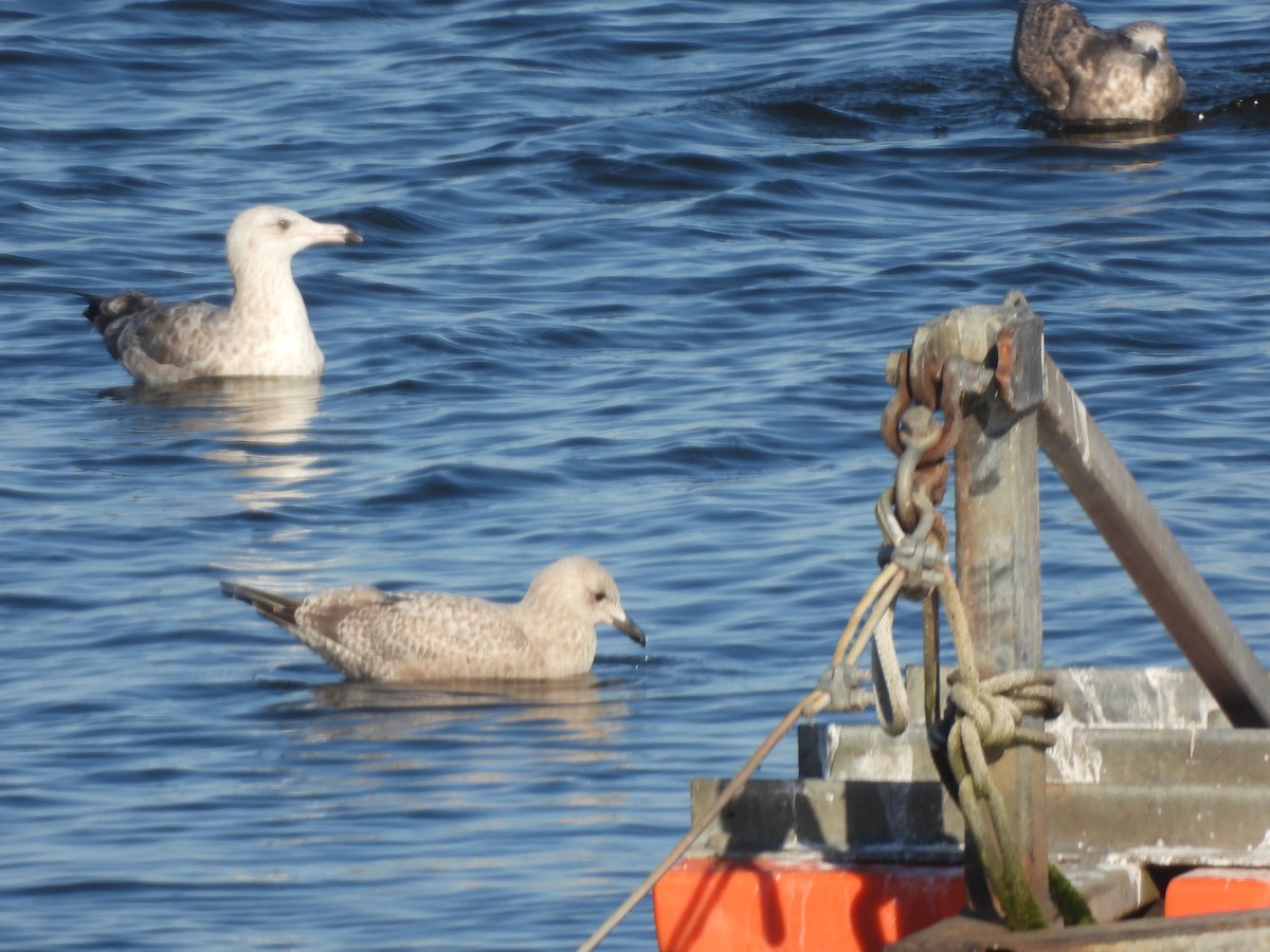 Kaio hegalzuria (thayeri) - ML645462857