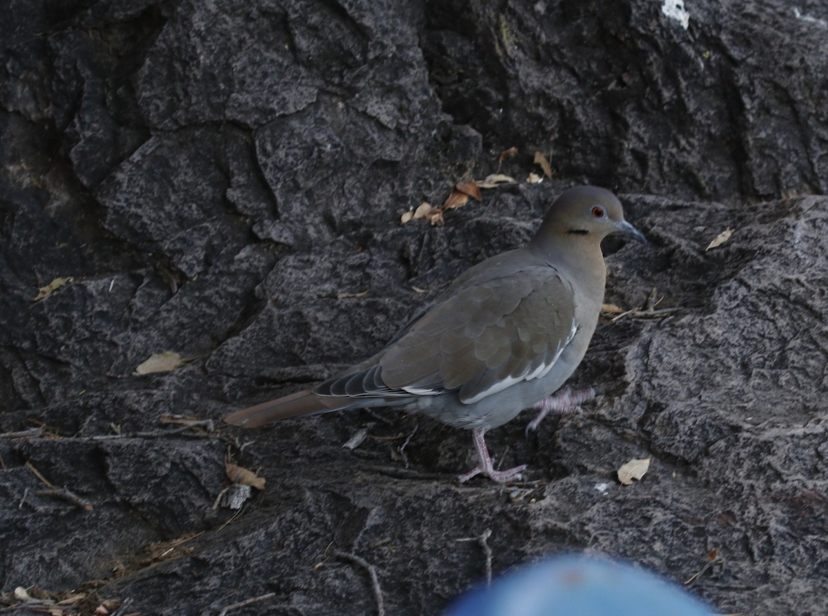 White-winged Dove - ML645462858