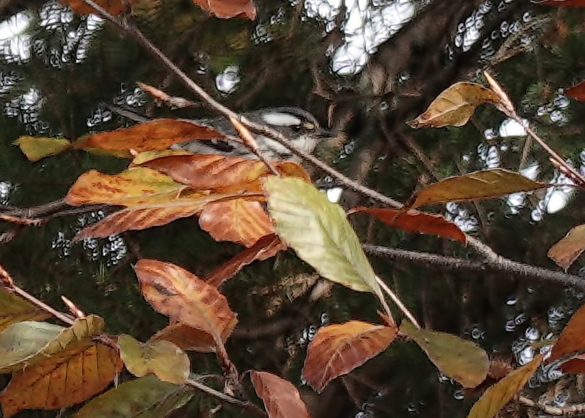 Black-throated Gray Warbler - ML645462859