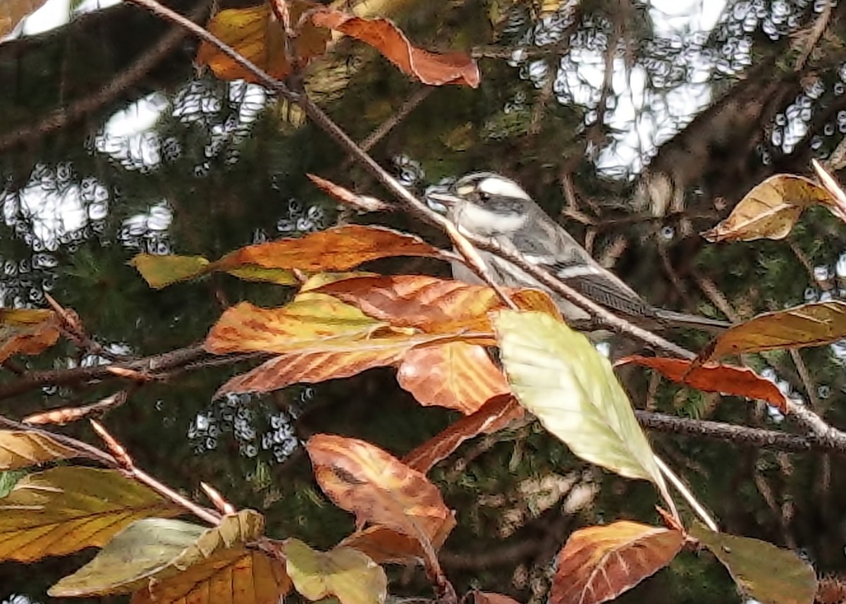 Black-throated Gray Warbler - ML645462860